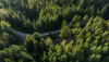 Flygfoto över en frodig grön skog med en slingrande väg som skär igenom.